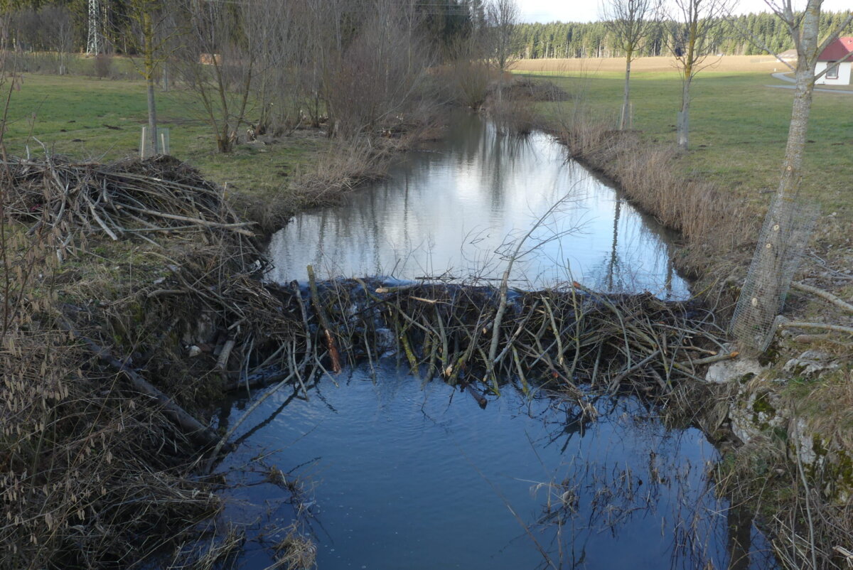 Unweit des Radwegs Waldmössingen-Heiligenbronn hat der Biber einen Damm in der Eschach gebaut. Fotos: him
