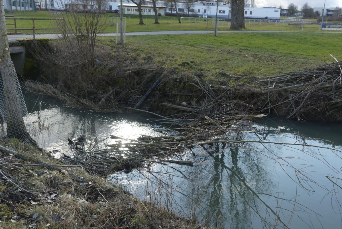 An der Eschach bei Heiligenbronn war der Biber aktiv. Foto: him