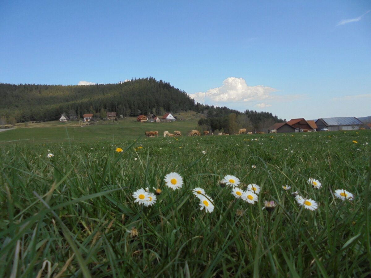 Sulzbachtal Foto: him