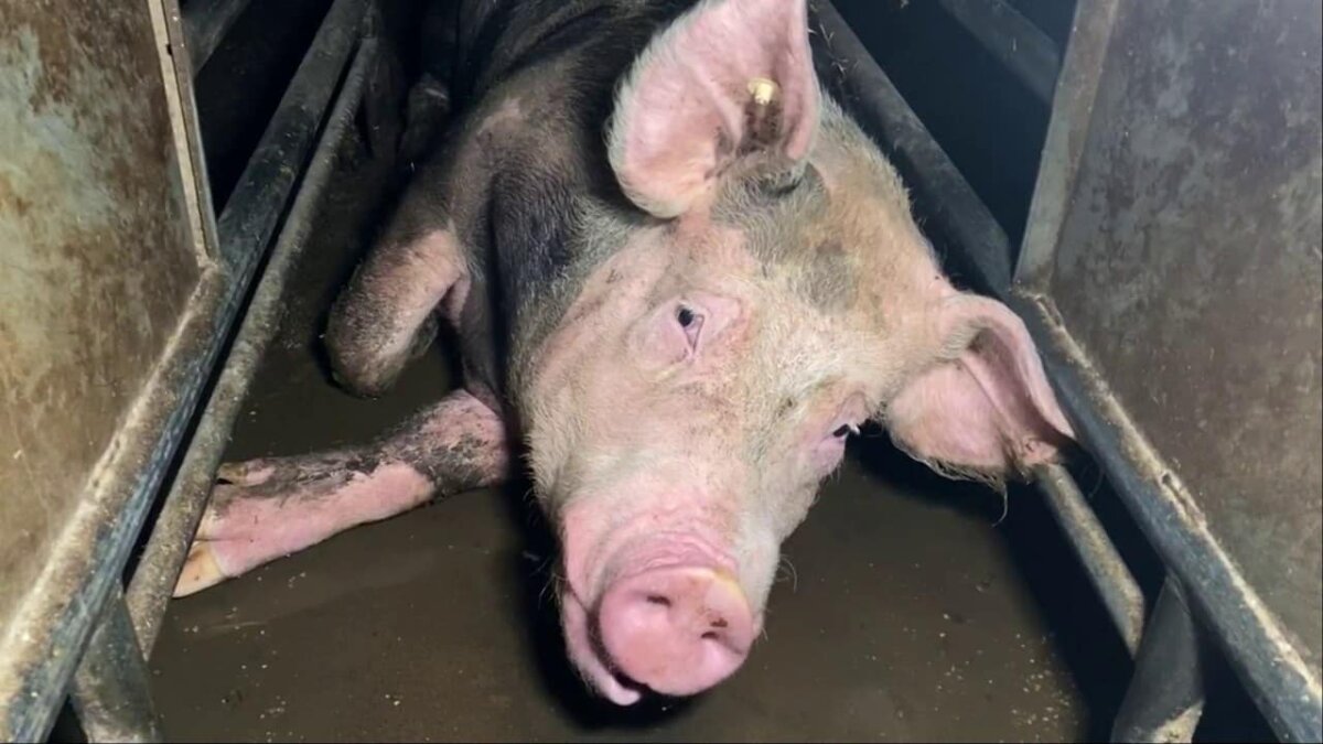 Foto: SOKO Tierschutz