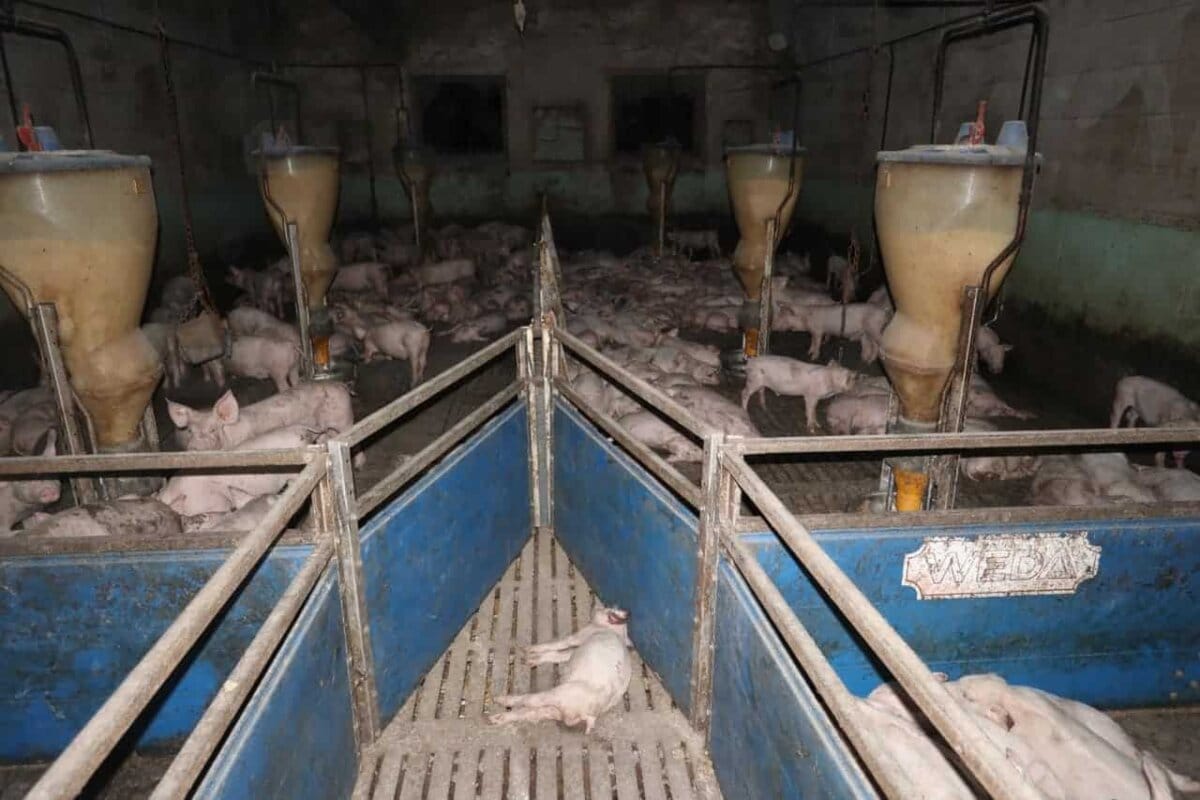 Blick in den beanstandeten Schweinestall. Archiv-Foto: SOKO Tierschutz