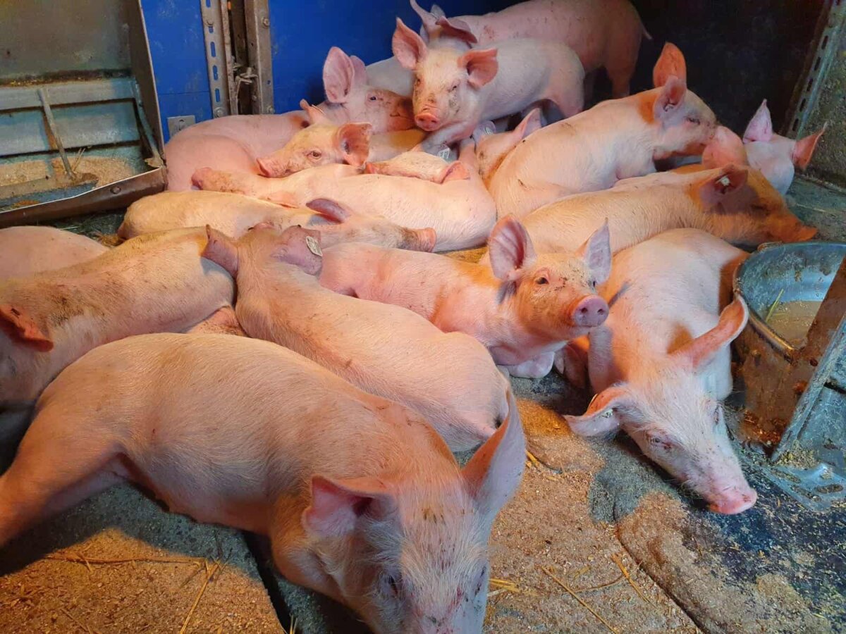 Ein Schweinestall des Flözlinger Landwirts Manfred Haas. Das Bild stammt vom heutigen Samstag. Foto: privat