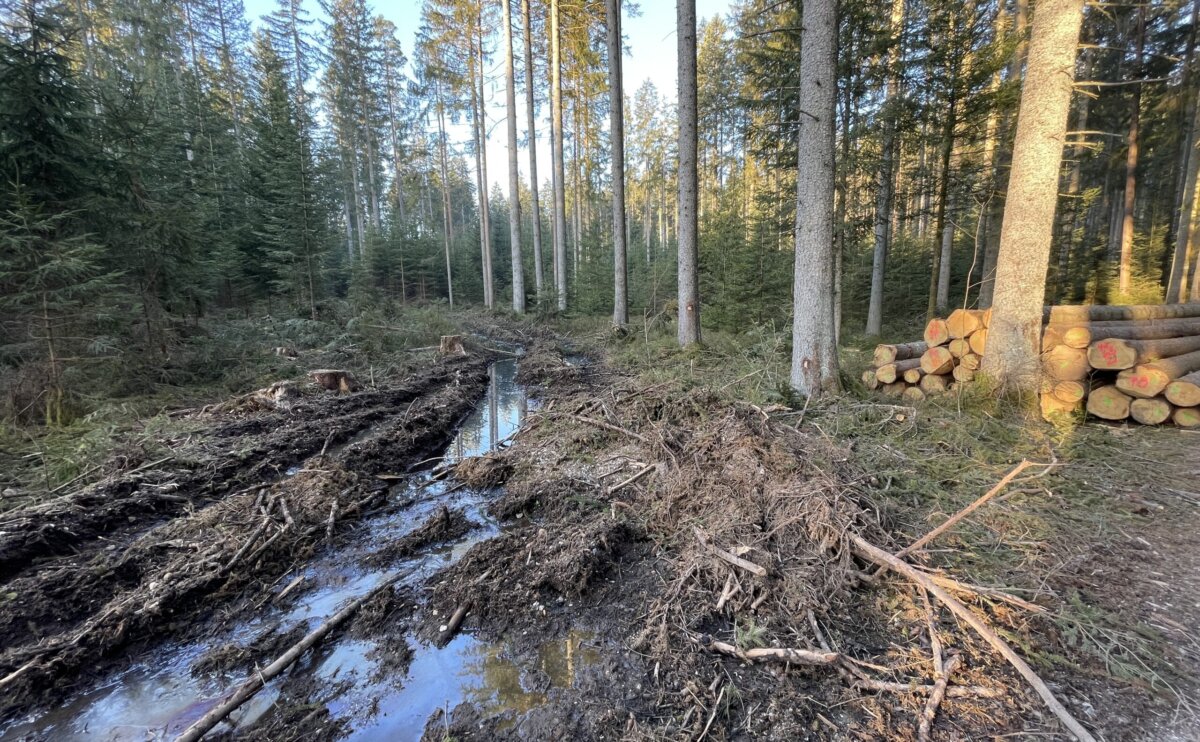 Der Wald zwischen Dunningen und Sulgen ist ein Naherholungsgebiet. Und ein Nutzwald, in dem wieder umfangreiche Forstarbeiten stattgefunden haben. Foto: gg