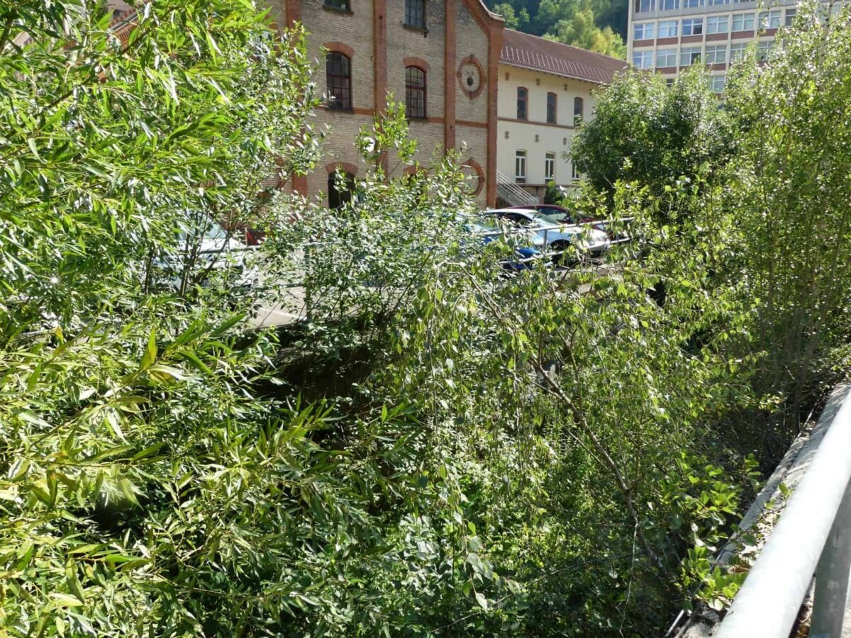 Auch ohne Renaturierung  viel Natur