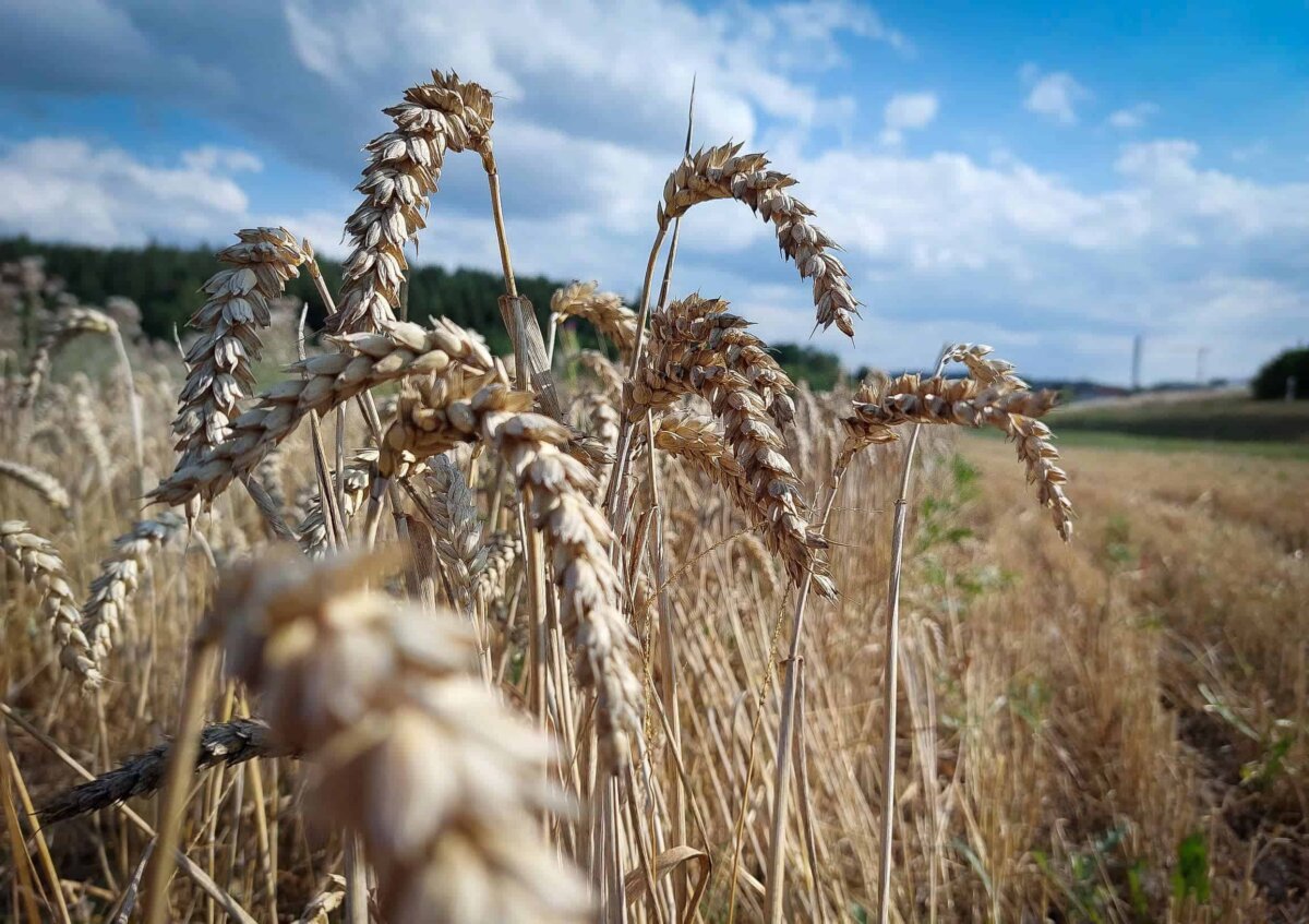 Weizenfeld bei Dietingen. Foto: al