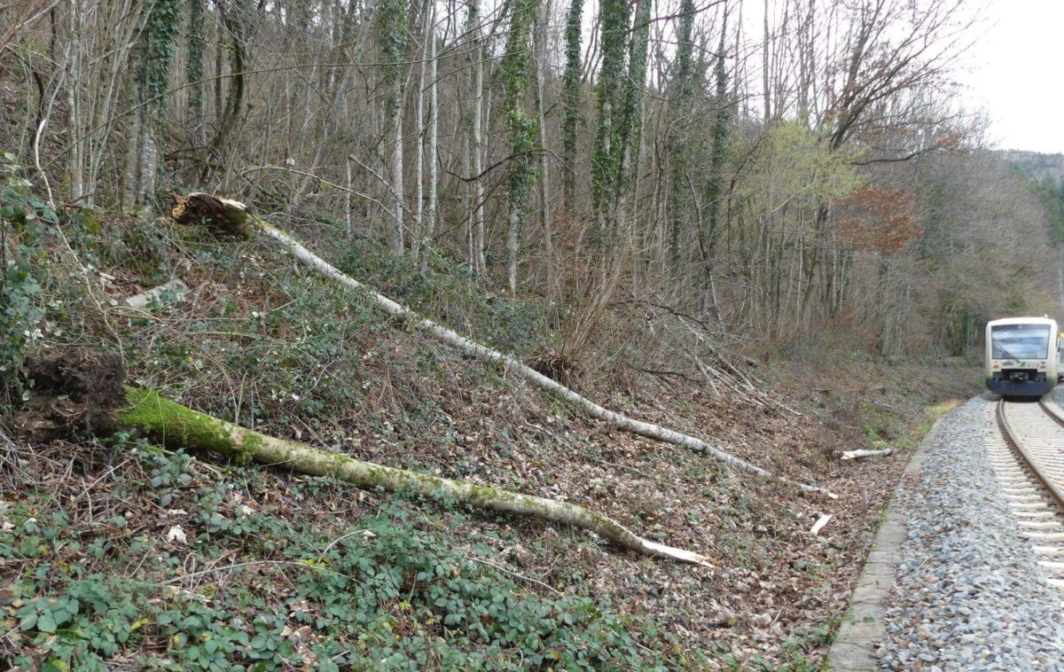 Zwei entwurzelte Bäume haben die Kinzigtalbahnstrecke blockiert.