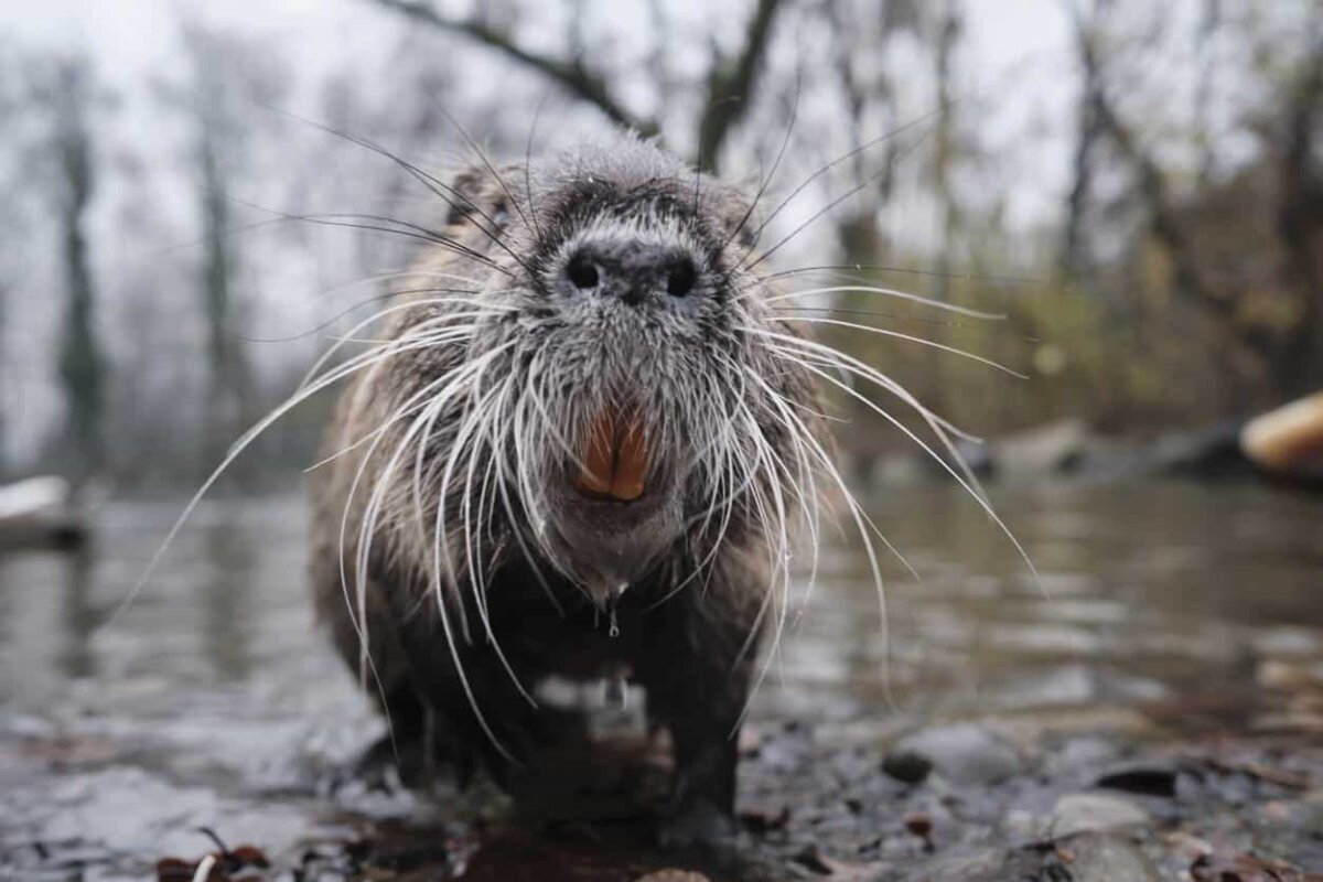 Putziger, streng geschützter und mitunter mordshungriger Kerl: der Biber - beziehungsweise: die Biberatte Nutria. Foto: iStock