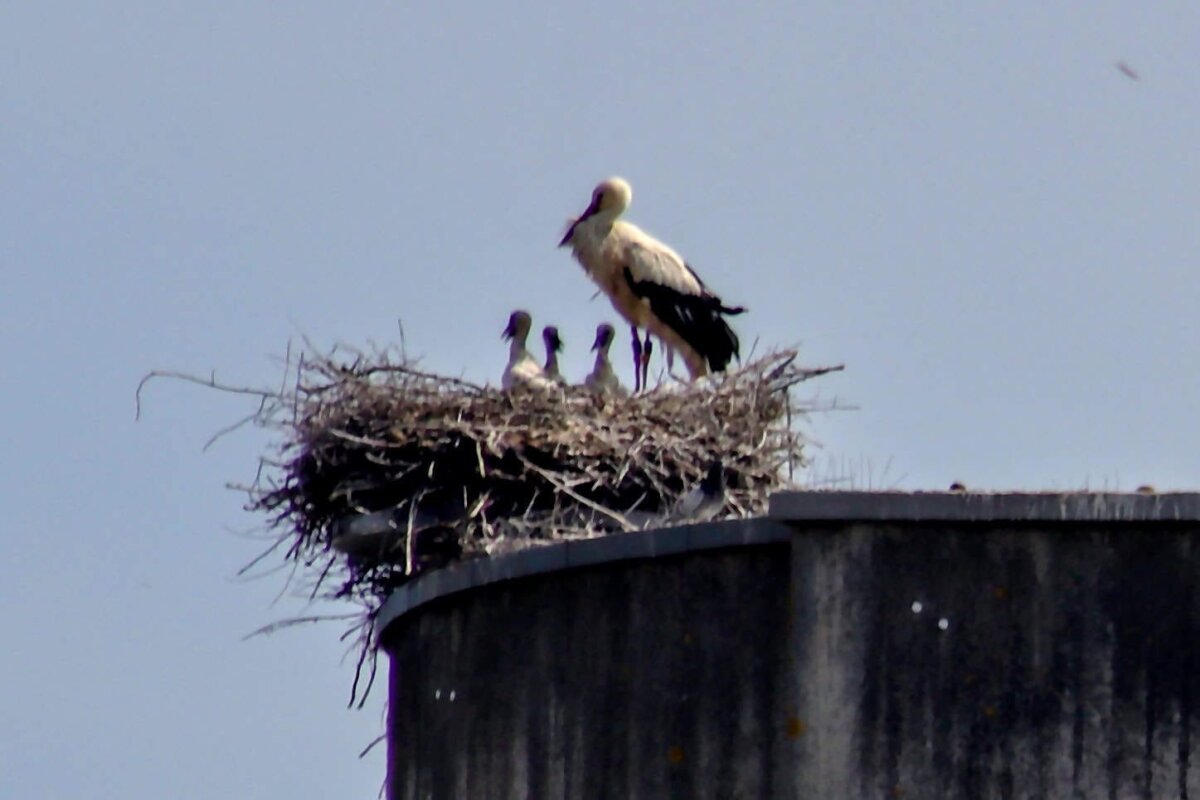 2023-3 Drei Jungstörche sind im Nest 22.05.2023 Foto Berthoold Hildebrand
