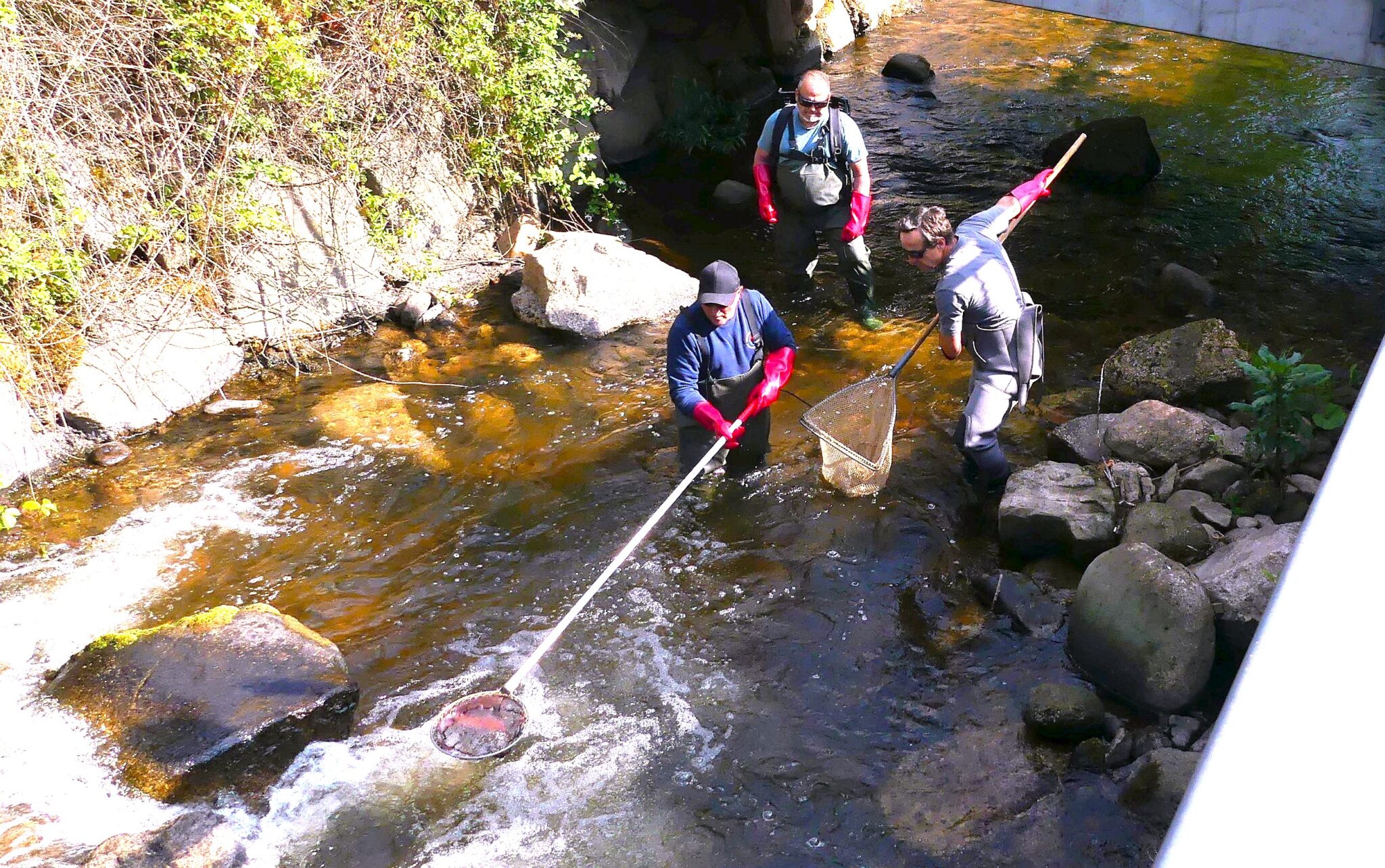 Drei Angler kontrollieren die Zahlmder Fische in der Schiltach. Foto: him