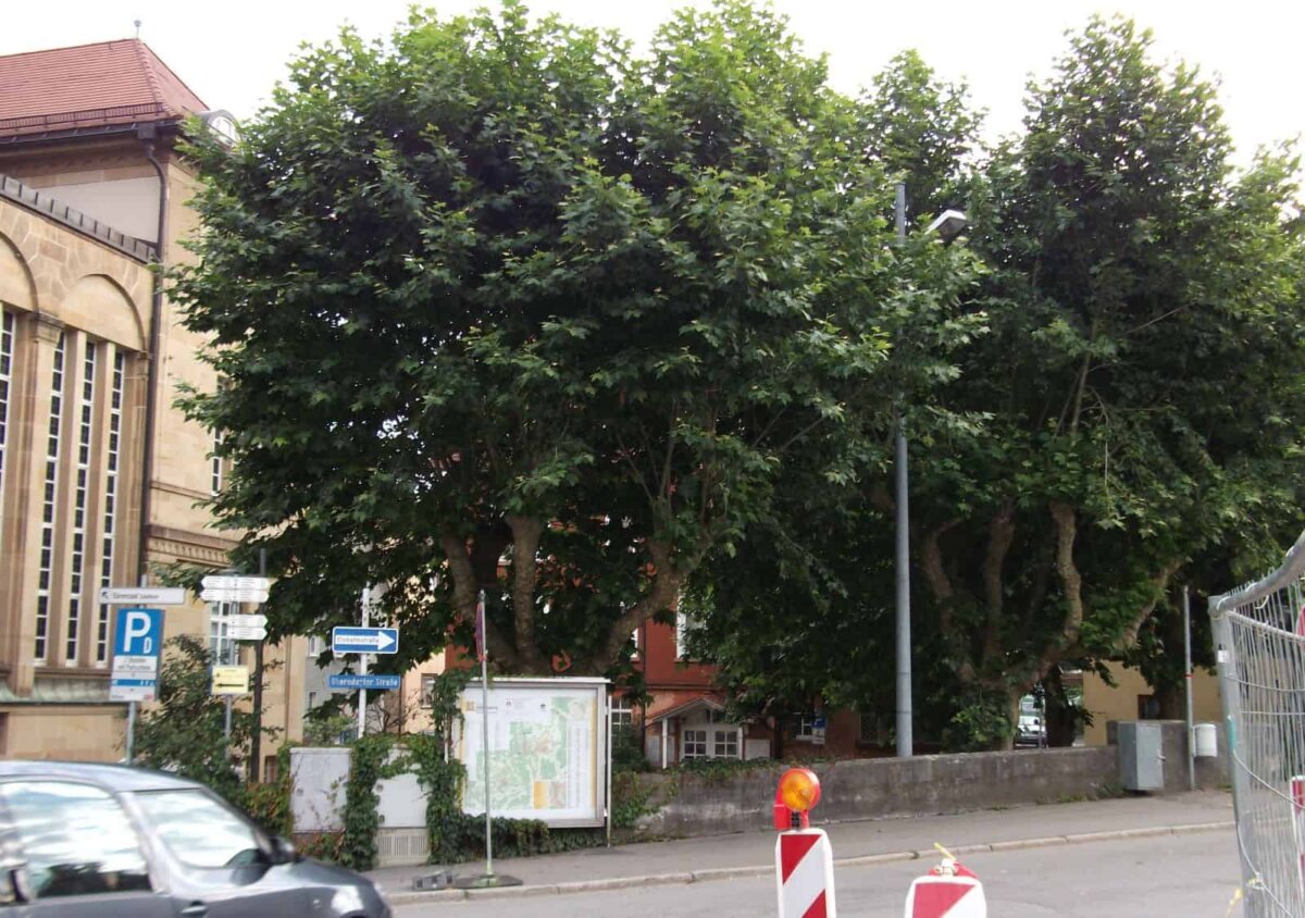 Der hintere Rathausplatz war im Juli 2011 noch von alten Platanen umstanden ...