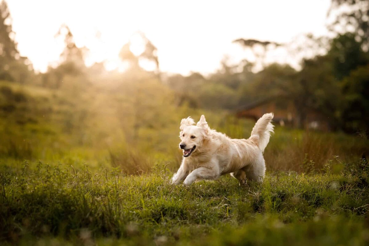 iStock-Foto