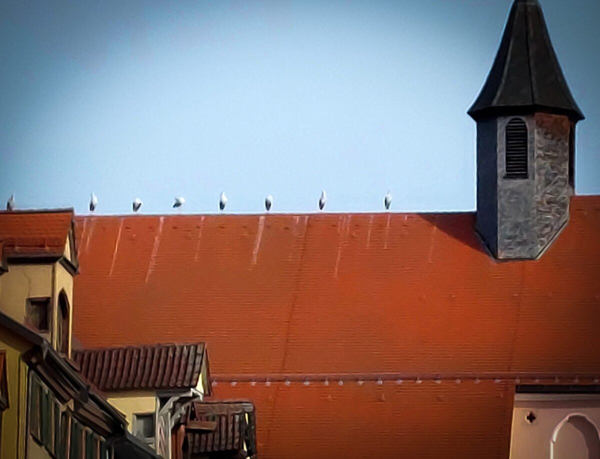 Weißstörche auf der machten jüngst Rast auf der Rottweiler Predigerkirche. Foto: al