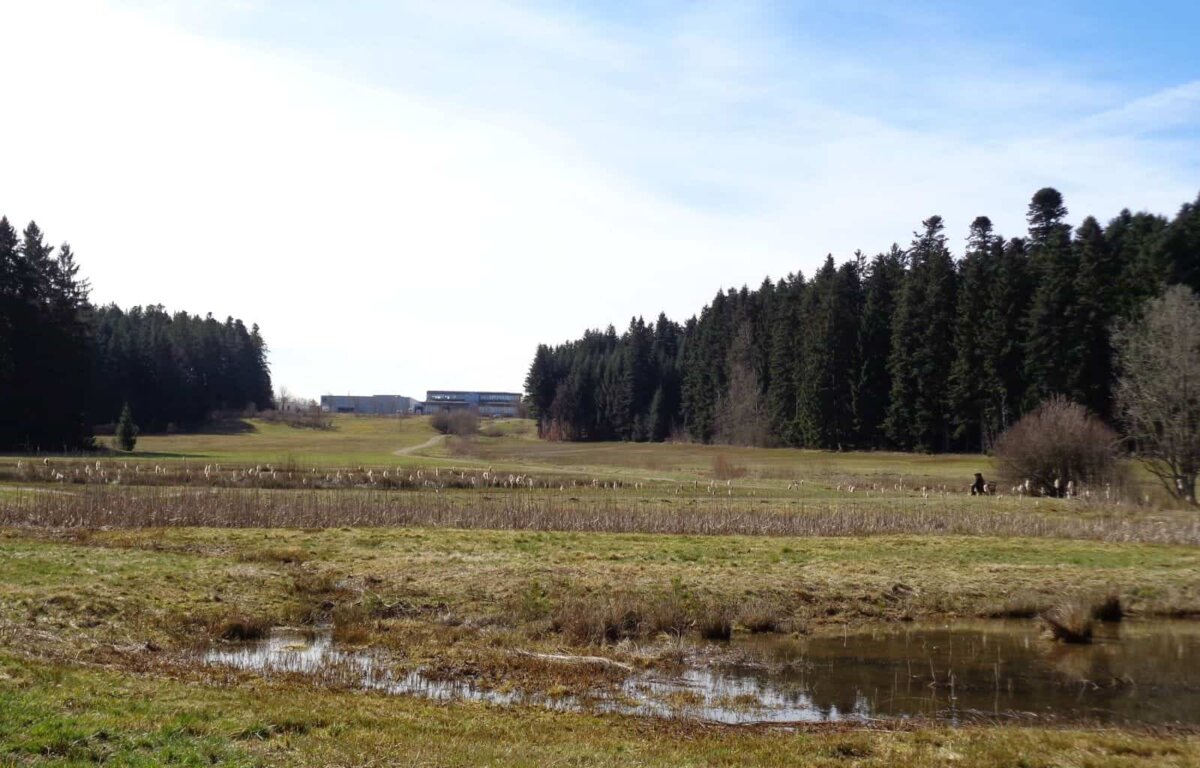 Ökoausgleichsfläche Weihermoos. Ganz hinten zu erkennen, das Industriegebiet Lienberg,  Das diort anfallende Regenwasser fließt in das Ausgleichsgebiet. Archiv-Foto: him