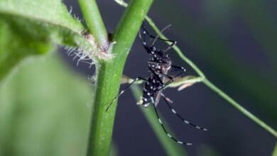 tiger startseite header