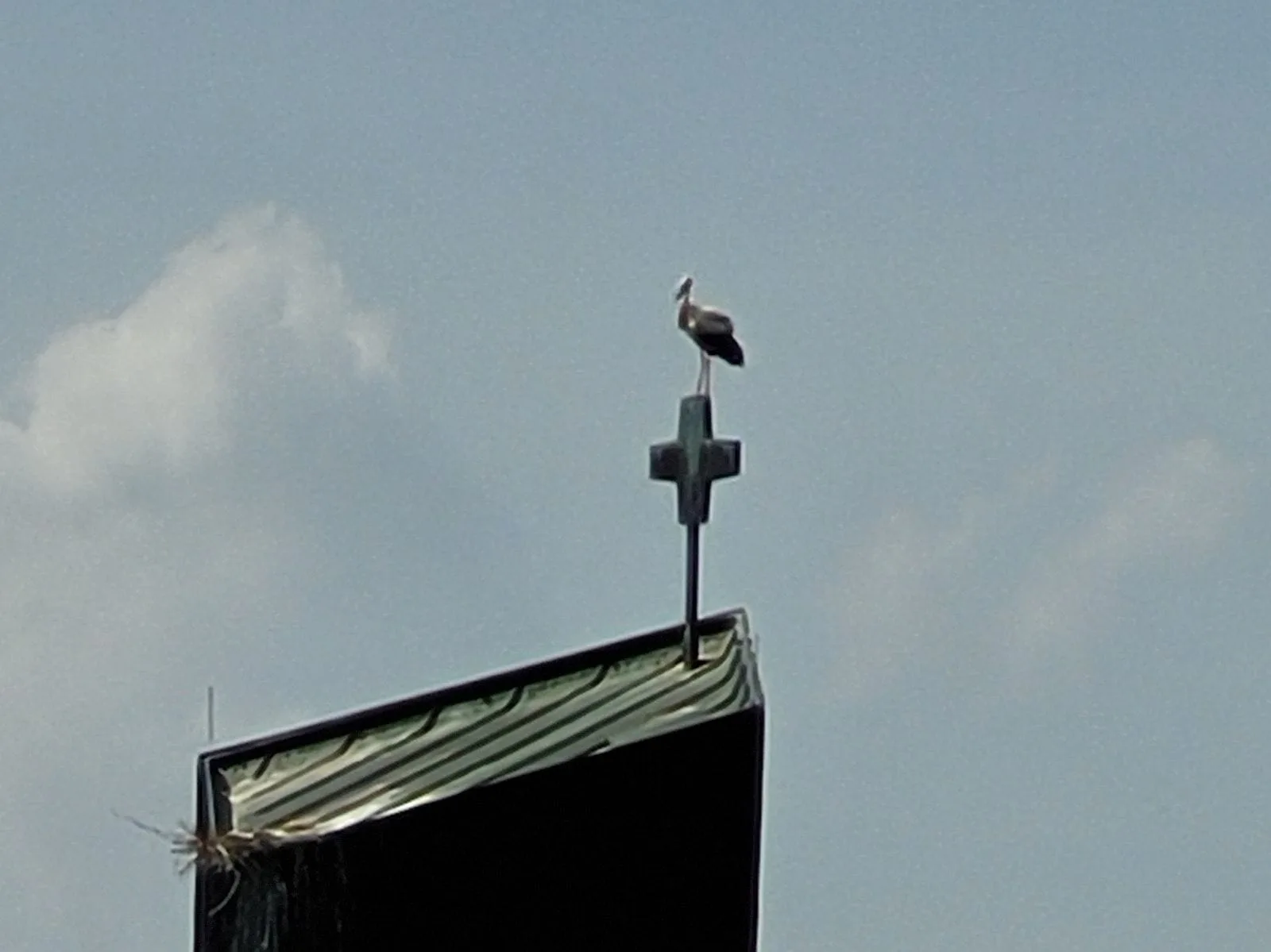 polet storch wamö kreuz 130524