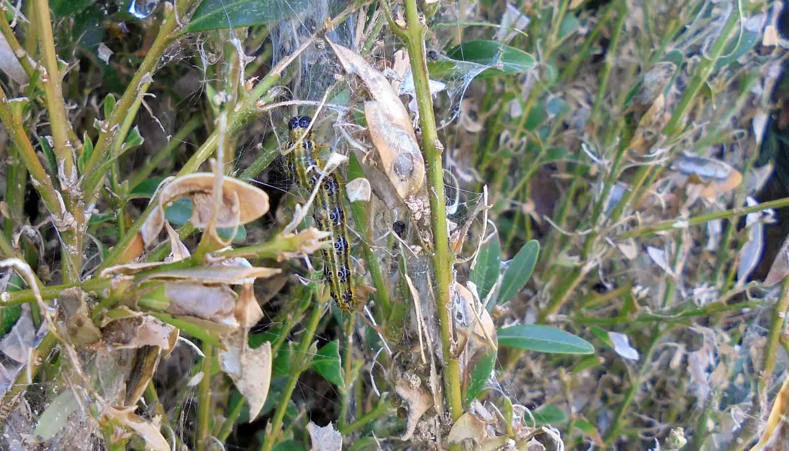 buchsbaumspinner sulgen dk 280524