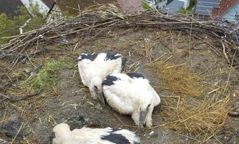 störche im nest dkhp 020624