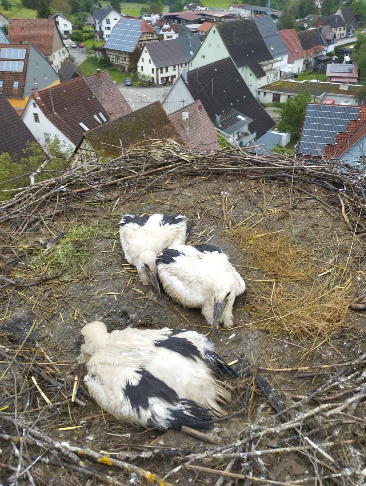 störche im nest dkhp 020624