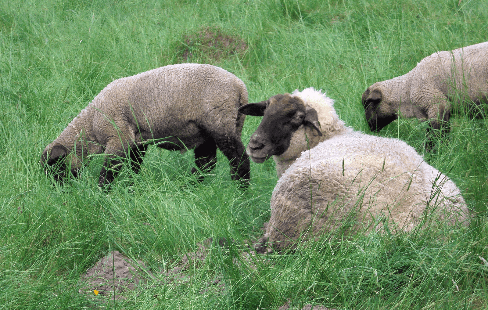 schafe am bergstöffel dk 210522 (3)