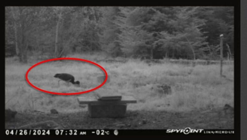 wildkamera schwarzstorch