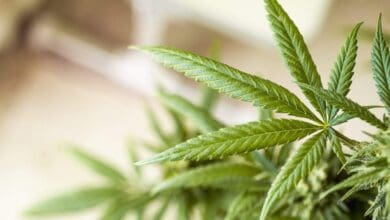 cannabis 5330975 1280