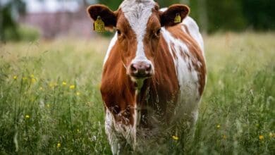 cow 6360406 1920