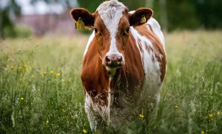 cow 6360406 1920