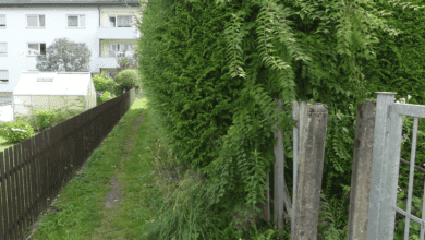 heckenproblem wernerwegle dk 050824