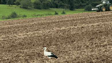 storch acker leopold walter 170824