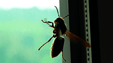 wespe sehr groß dk 270512