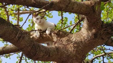 240920 katze andima pixelio.de