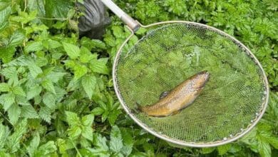 tennenbronn elektrobefischung fisch de dkpm 180924