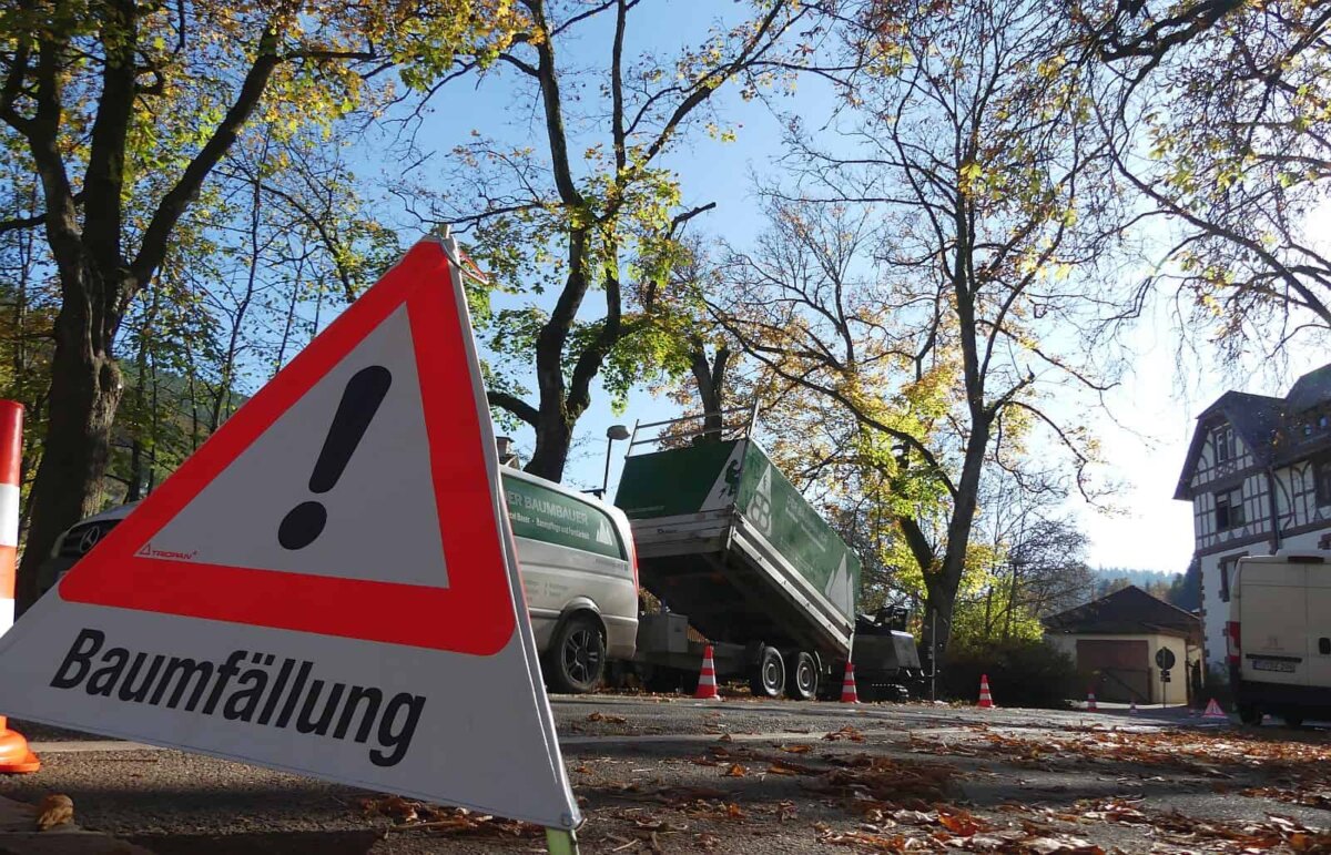 In der Uhlandstraße haben Spezialisten heute zwei kranke Bäume gefällt. Foto: him
