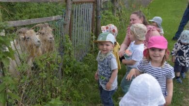 kinderkrippe eselohr bei den ziegen2 pm