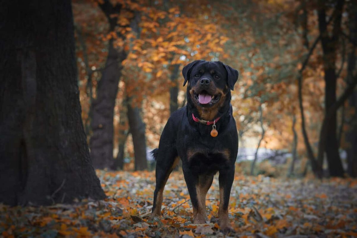Ab 1. Januar 2025 im Kanton Zürich auf der Liste verbotener Hunde: der Rottweiler. Symbol-Bild: Pixabay