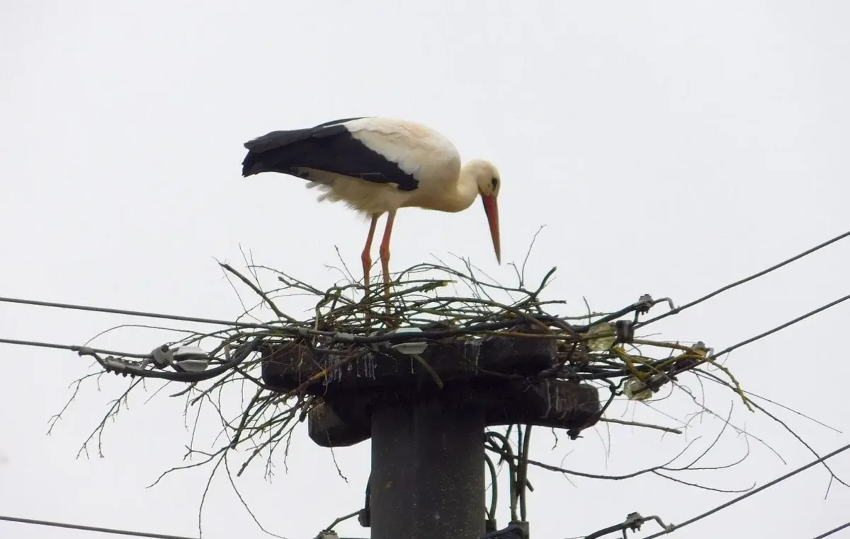 Ein Storchennest auf einem Strommast. Foto: Polet