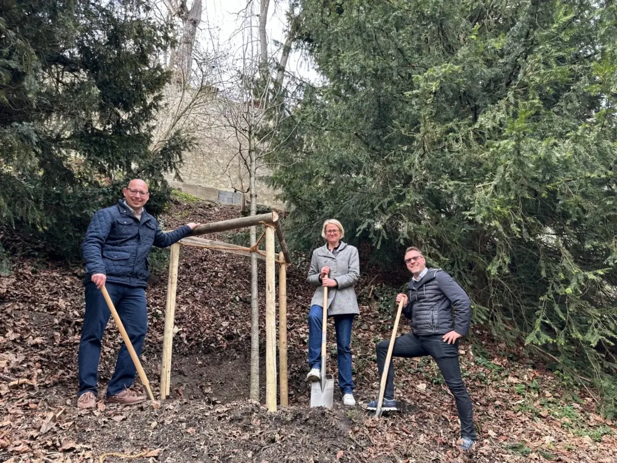 OB Dr. Christian Ruf, Landesgartenschau-Geschäftsführerin Annette Stoll-Zeitler und Micha Sonnenfroh pflanzen im Stadtgraben eine Rot-Eiche. Weitere Exemplare des „Baum des Jahres 2025“ werden auch am Nägelesgraben und beim Hochturm und weitere im Unteren Stadtgraben gepflanzt (Foto: Stadt Rottweil / Hermann).