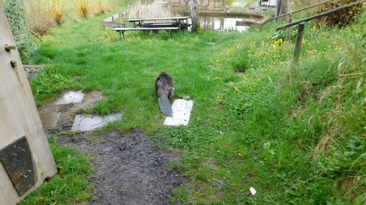 Nach der Rettung zieht es den Biber schnurstracks in den nächsten Weiher. Fotos: Polet