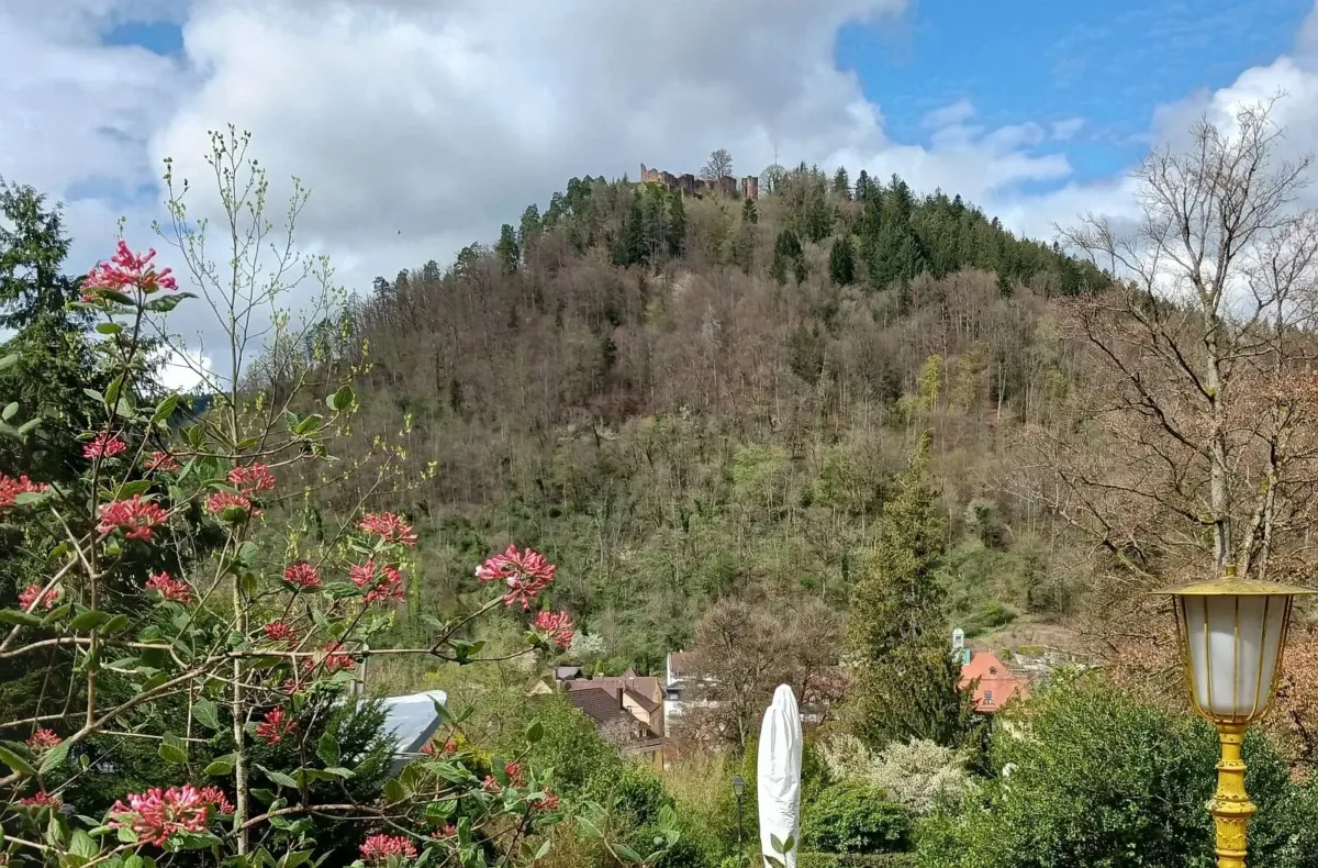 Schrambergs Problemberg aus  forstwirtschaftlicher  Sicht: Der Schlossberg leidet unter Trockenheit und Erdrutschgefahr. Foto: him