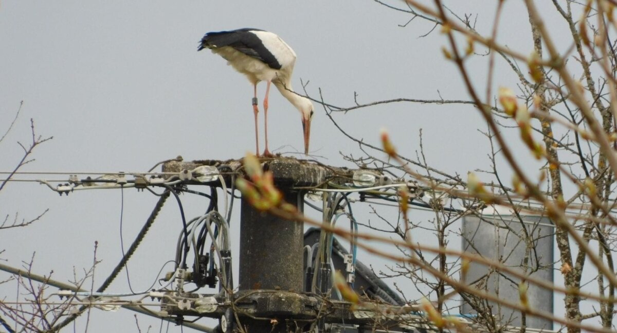 Nestbau auf einem Strommast in Aichhalden. Foto: Polet