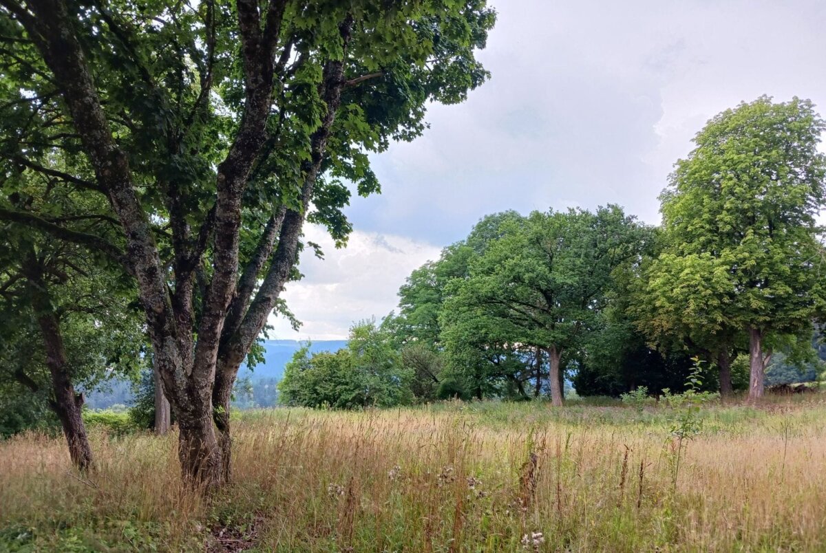 Ein Teil der Streuobstwiese beim ehemaligen Haldenhof. Foto: him