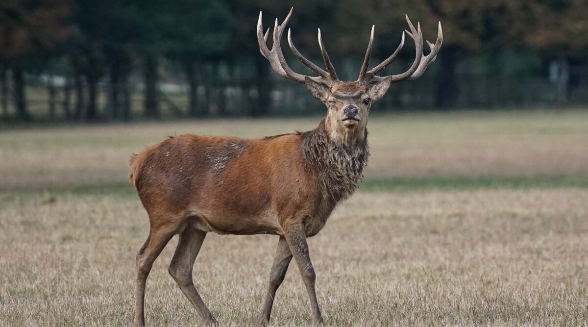 Wildunfälle sind keine Seltenheit, sondern ein Massenphänomen: 250.000 Mal kollidieren Wildtiere und Autos pro Jahr. Foto: HUK-COBURG