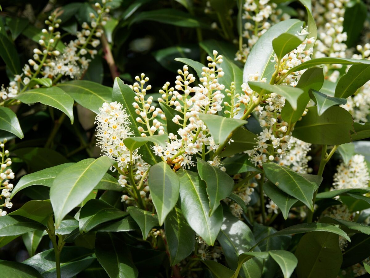 Prunus laurocerasus - ein Kirschlorbeer oder gemeiner Lorbeerstrauch. Foto: Shutterstock
