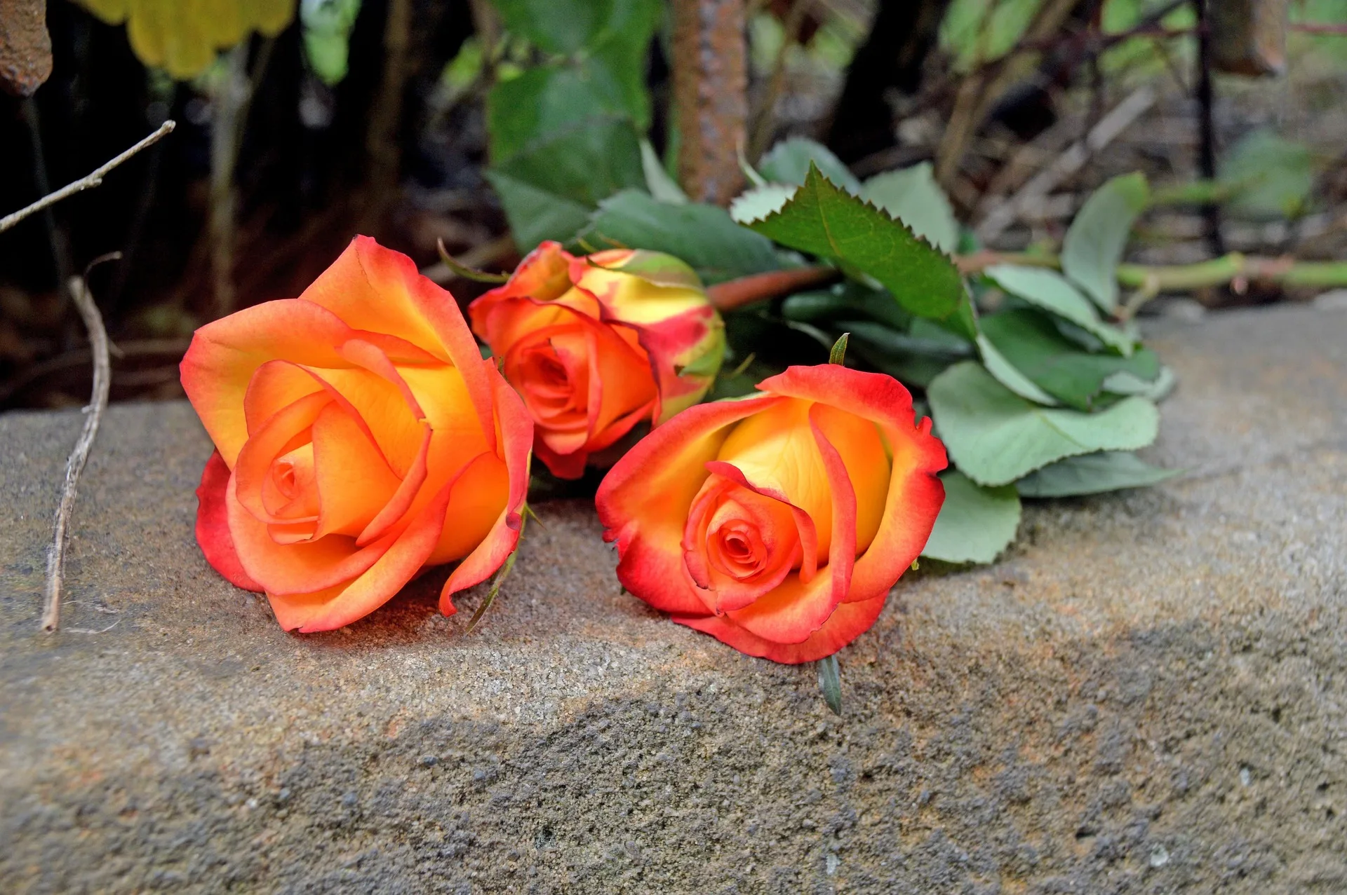 Image by Katja Fissel from Pixabay