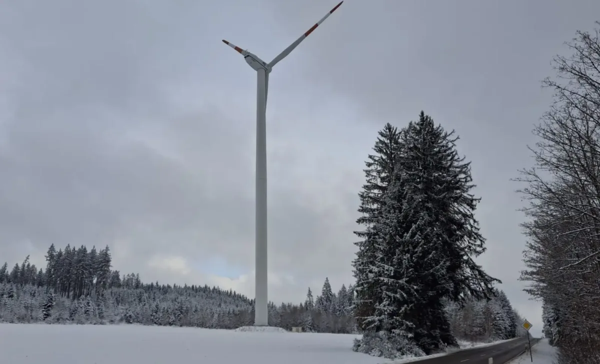 Die dicke Weidefichte  an der Straße beim Windkapf muss gefällt werden. Foto: privat