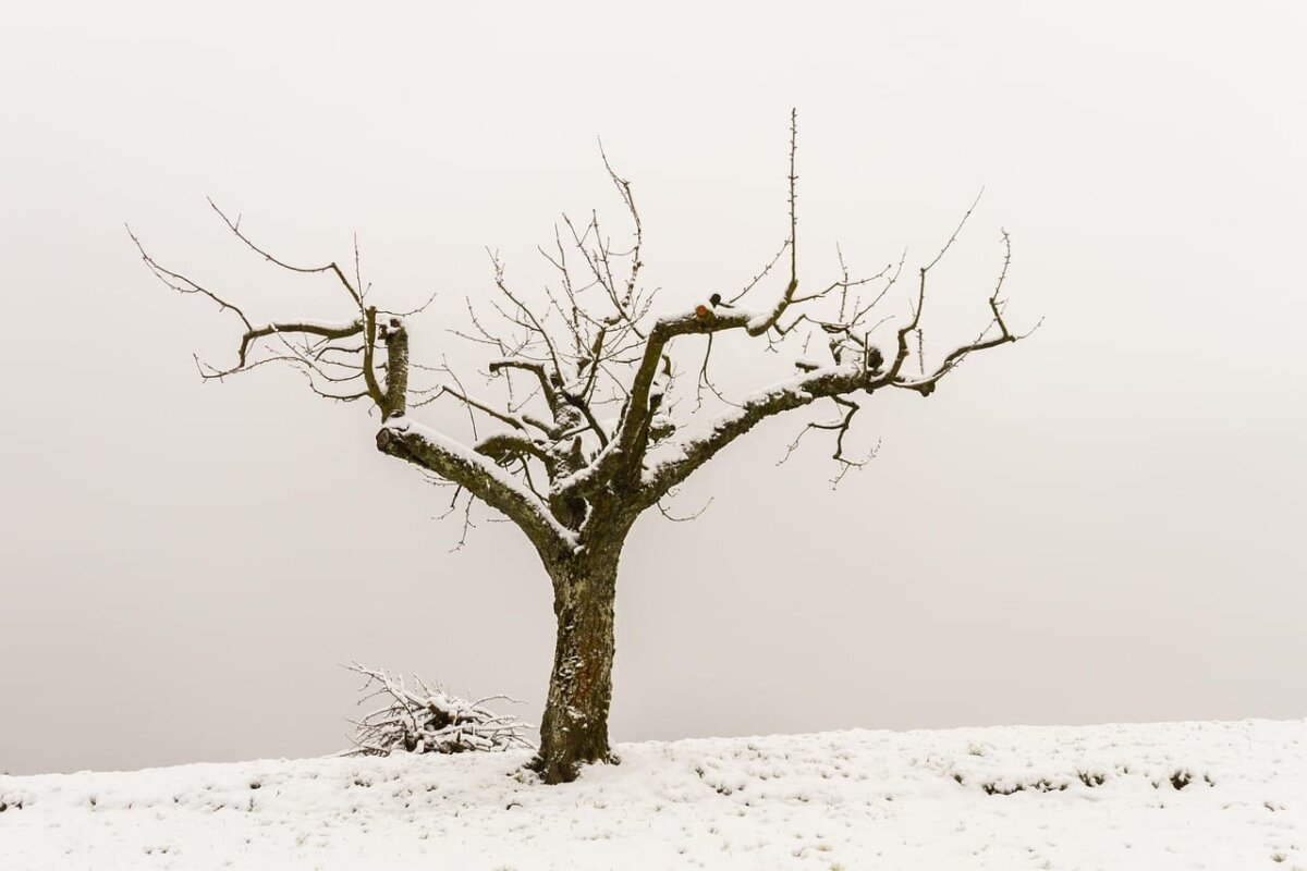 Symbolfoto: pixabay
