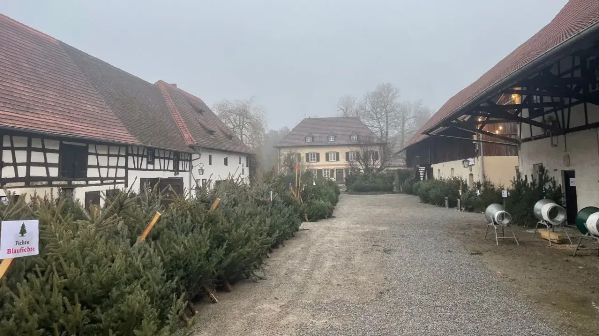 Christbaumverkauf  auf dem Hofgut Hohenstein. Foto: pm