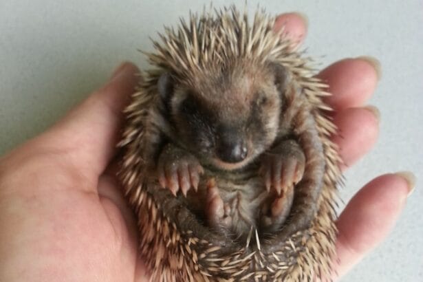 Igel im Garten flüchten nicht bei Gefahr durch den Mähroboter, sondern rollen sich ein – und je kleiner der Igel, desto größer die Gefahr.

 

Foto: Iris Müller / Igelhilfe Dornhan