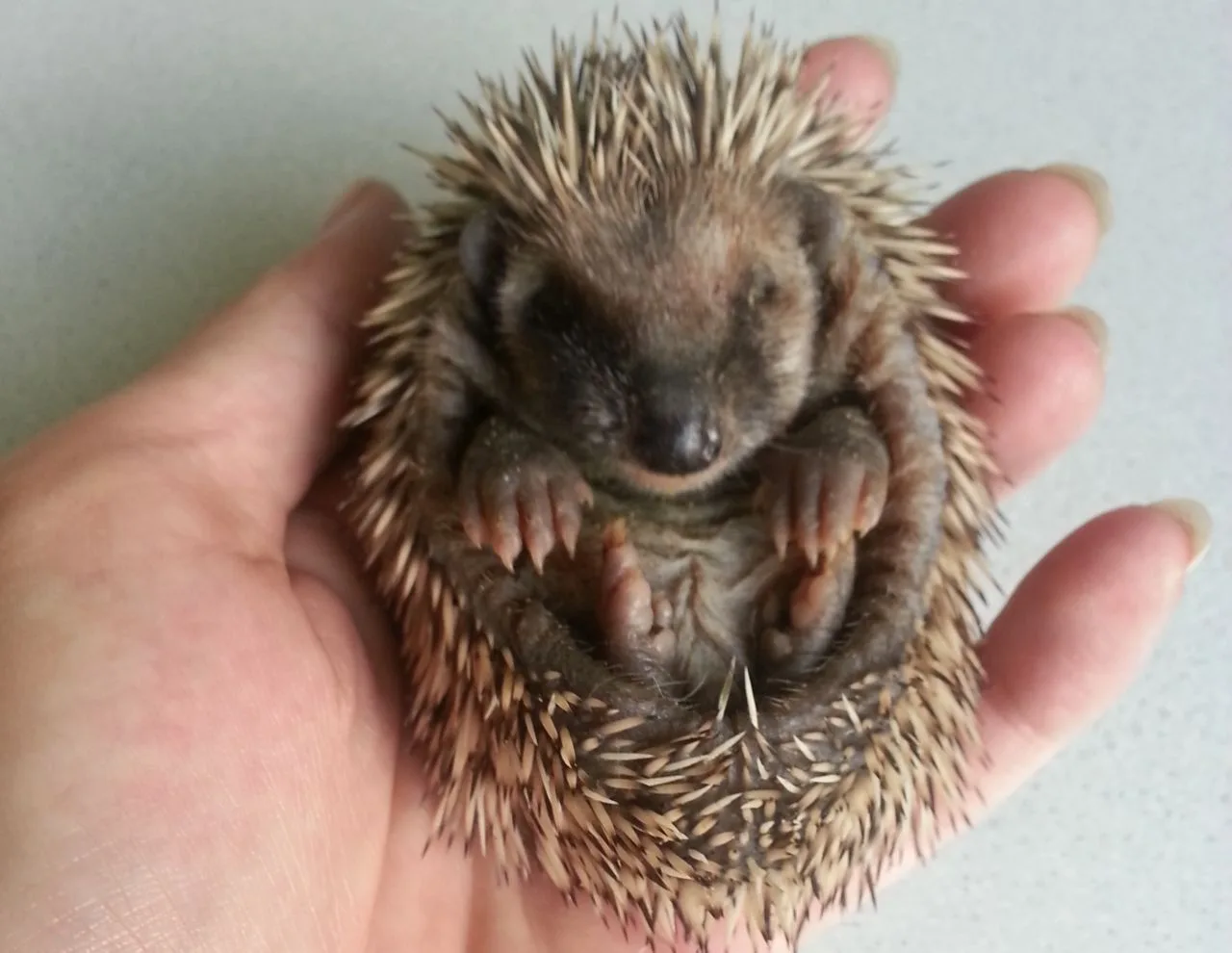 Igel im Garten flüchten nicht bei Gefahr durch den Mähroboter, sondern rollen sich ein – und je kleiner der Igel, desto größer die Gefahr.Foto: Iris Müller / Igelhilfe Dornhan