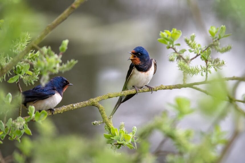 Kommunen rund um Schramberg bitten Bürger um Hinweise zu seltenen Tierarten. Treffen am 21. April – Beiträge fließen in die Biotopverbundplanung ein. Foto: Willfried Wende